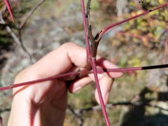Rhus × borealis