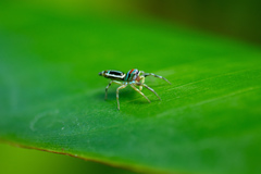 Cosmophasis micarioides