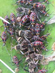 Leptoglossus subauratus