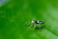 Cosmophasis micarioides