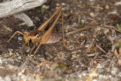 Antaxius spinibrachius