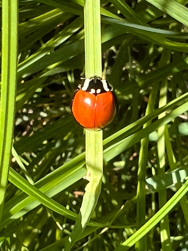 LeConte's Giant Lady Beetle photo 3