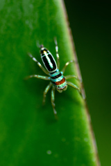 Cosmophasis micarioides