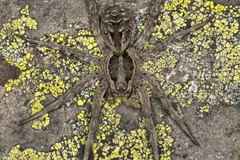 Lycosa hispanica