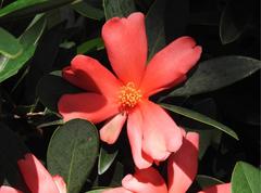 Camellia azalea