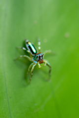 Cosmophasis micarioides