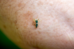 Cosmophasis micarioides