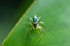 Cosmophasis micarioides