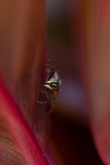 Cosmophasis micarioides