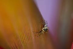 Cosmophasis micarioides