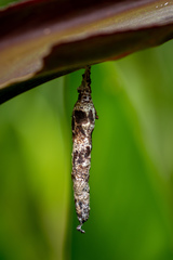 Psychidae