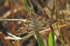 Epipagis fenestralis