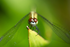 Diplacodes trivialis