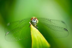 Diplacodes trivialis