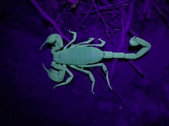 Smeringurus vachoni