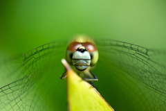 Diplacodes trivialis