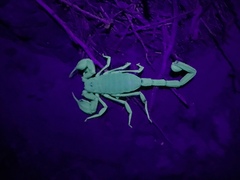 Smeringurus vachoni