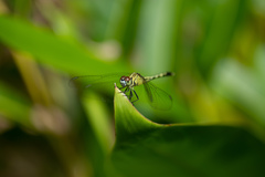 Diplacodes trivialis