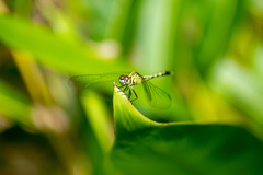 Diplacodes trivialis