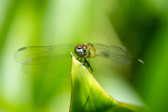 Diplacodes trivialis