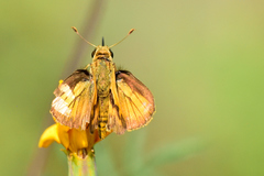 Polites vibex praeceps