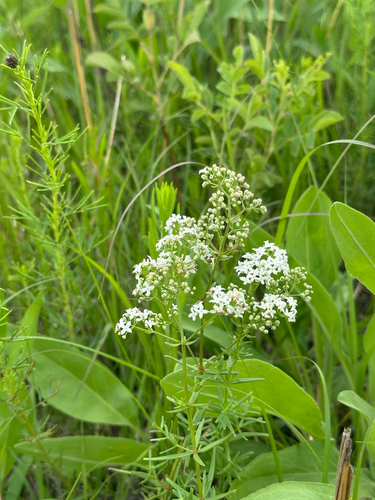 Northern Bedstraw