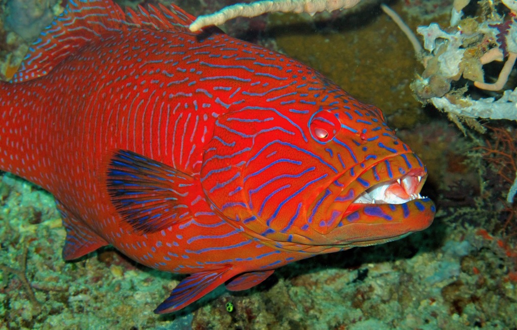 Blue-lined Coralgrouper