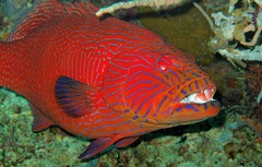 Blue-Lined Coral Trout photo 2