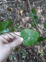 Marmara smilacisella