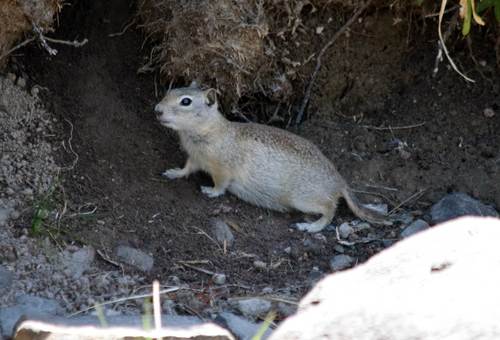 Belding's Ground Squirrel