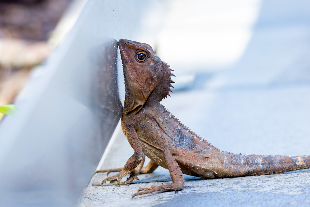 Southern Angle-Headed Dragon