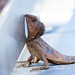 Southern Angle-Headed Dragon - Photo (c) Giverny, some rights reserved (CC BY-NC), uploaded by Giverny