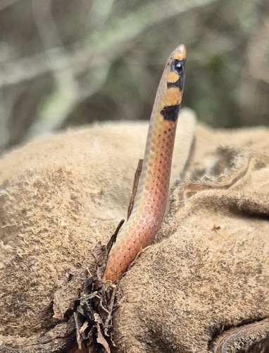 Capistrata Centipede Snake