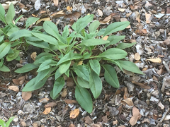 Salvia pentstemonoides