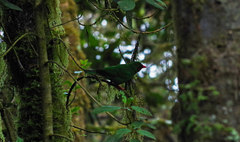 Chlorornis riefferii