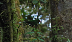 Chlorornis riefferii