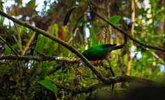 Chlorornis riefferii