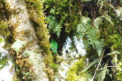 Chlorornis riefferii