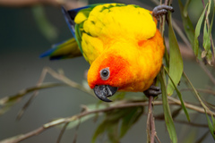 Aratinga solstitialis