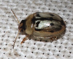 Peltoschema hamadryas