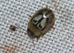 Peltoschema hamadryas