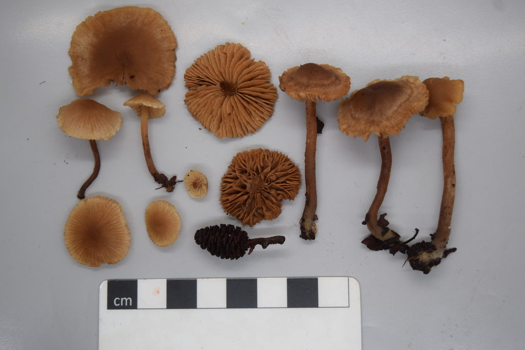 Naucoria escharioides