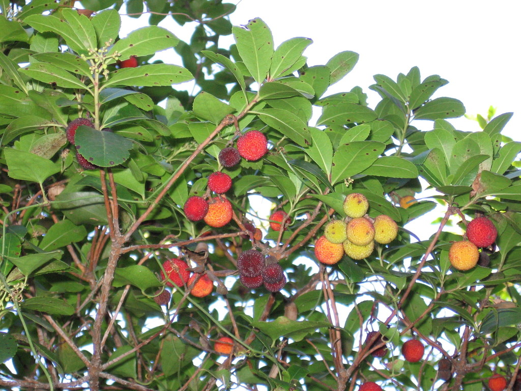 arbutus marina fruit