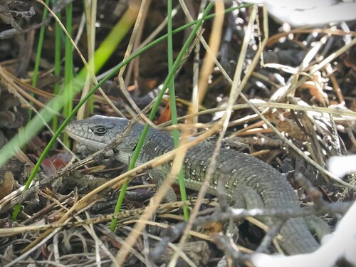 iNaturalist observation photo of Northern Alligator Lizard