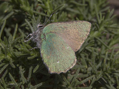 Callophrys dumetorum