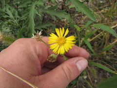 Heterotheca camporum