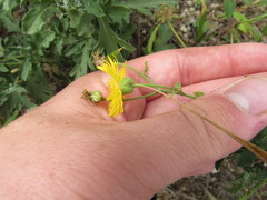 Heterotheca camporum