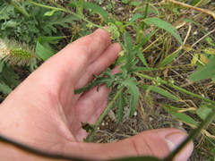 Heterotheca camporum