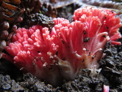 Ramaria araiospora