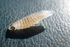 Cymothoidae